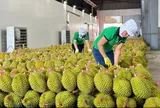 Dán tem truy xuất nguồn gốc trái cây: “Tấm hộ chiếu” nâng tầm giá trị xuất khẩu