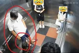 Thú cưng không thể là “lá chắn” cho hành vi coi thường cộng đồng