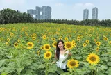 Check-in đồi hoa hướng dương rực vàng ngay sát Hà Nội