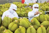 Ấn Độ chính thức mở cửa thị trường đối với sầu riêng tươi của Việt Nam