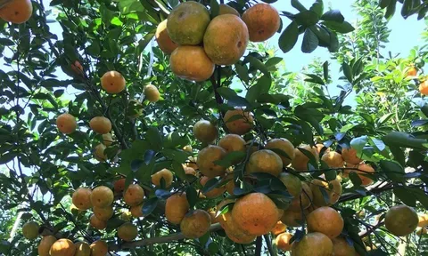 Chuyển động vùng cây ăn trái An Giang hướng tới các thị trường chất lượng cao