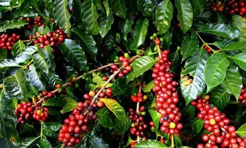 Phát triển xuất khẩu nông sản thông qua các thị trường ngách