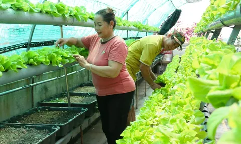 Đà Nẵng phát triển nông nghiệp xanh trên không gian đô thị