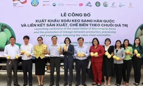 Xuất khẩu 18 tấn xoài Keo sang xứ sở Kim Chi, thành quả sau 10 năm đàm phán