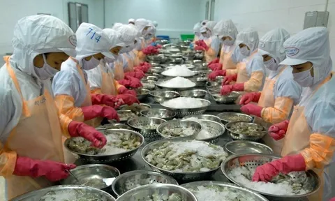 Ngành tôm tăng tốc xuất khẩu kỳ vọng trở lại thời 'hoàng kim' tại các thị trường nhỏ