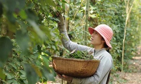 Giá tiêu hôm nay 29/9: tăng trở lại, thêm 1.500 đồng/kg tại Đắk Nông