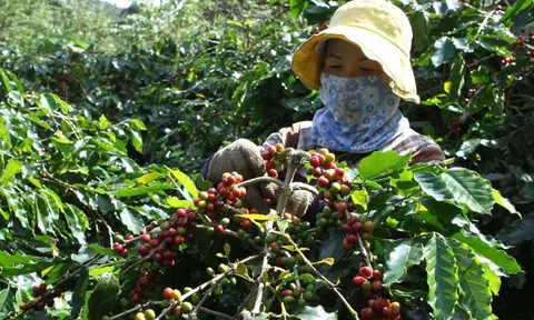 Giá cà phê hôm nay 5/10: tăng trở lại, Robusta thêm hơn 100 USD/tấn