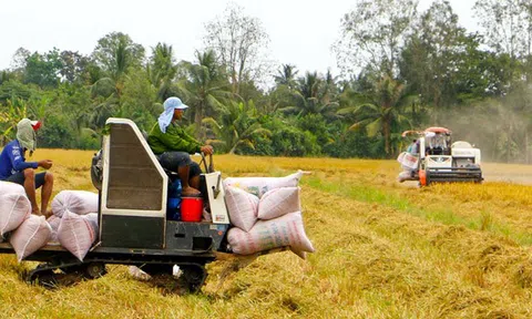 Giá lúa gạo hôm nay 6/10: giá gạo tăng nhẹ