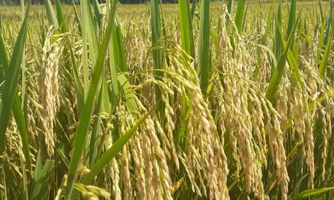 Giá lúa gạo hôm nay 8/10: giá gạo bán lẻ tăng nhẹ