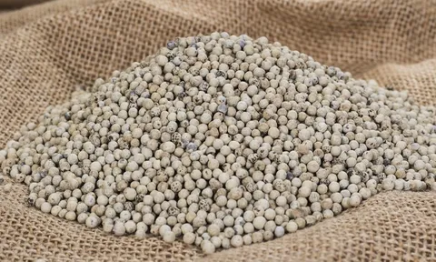 Giá tiêu hôm nay 8/10: kỳ vọng tăng khi Trung Quốc hoạt động trở lại