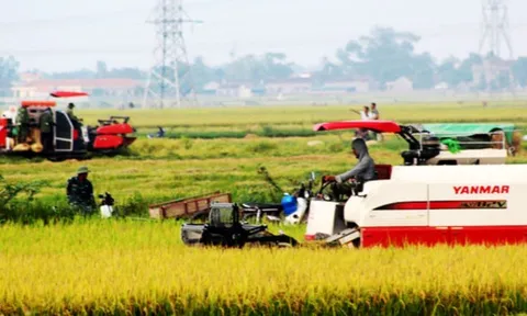 Giá lúa gạo hôm nay 9/10: giá gạo trong nước tăng mạnh