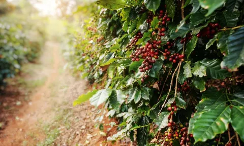 Giá cà phê hôm nay 9/10: Arabica tăng trở lại, Robusta diễn biến trái chiều