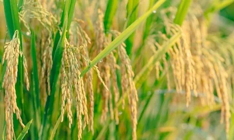 Giá lúa gạo hôm nay 10/10: giá gạo quay đầu giảm nhẹ