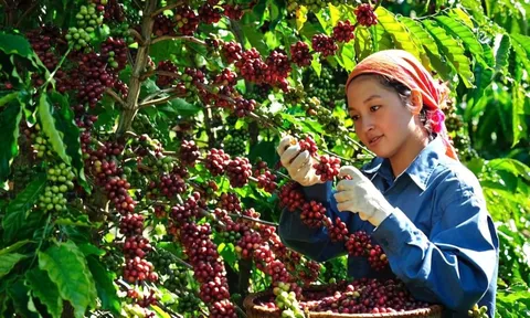 Giá cà phê hôm nay 10/10: chỉ tăng nhẹ dù tồn kho trên sàn giảm sâu