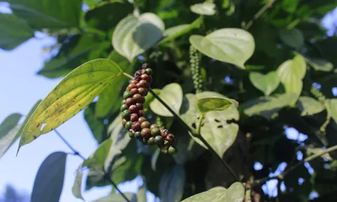 Giá tiêu hôm nay 12/10: trong nước chưa ngừng giảm, giá tiêu Indonesia tăng trở lại