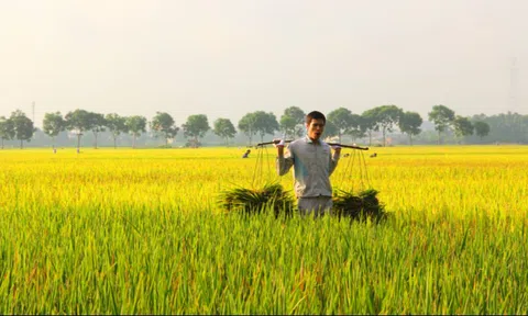 Giá lúa gạo hôm nay 13/10: giá gạo tăng nhẹ