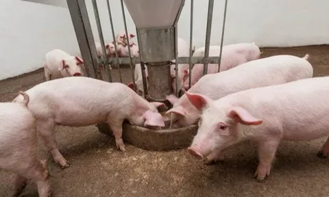Giá heo hơi hôm nay 14/10: giảm 1.000 đồng/kg trên cả ba miền