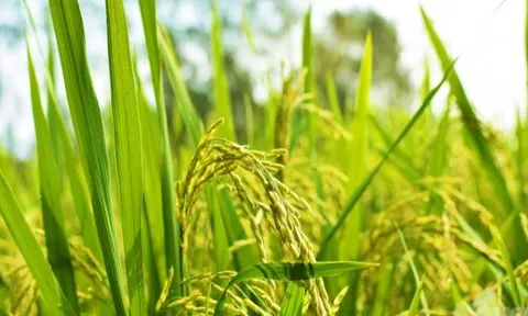 Giá lúa gạo hôm nay 14/10: giá lúa Thu Đông giảm