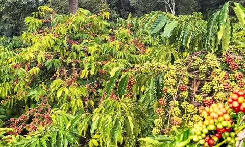 Giá cà phê hôm nay 14/10: 3 nhân tố chính ảnh hưởng giá cả tuần này