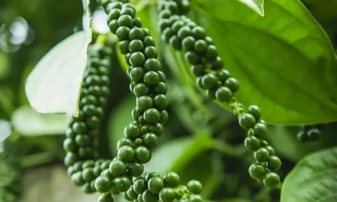 Giá tiêu hôm nay 14/10: nhận định giá tiêu tuần này, dao động quanh 145.000 đồng/kg