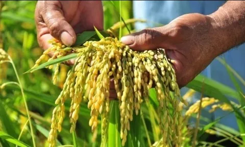 Giá lúa gạo hôm nay 15/10: giá gạo tăng 100 - 300 đồng/kg