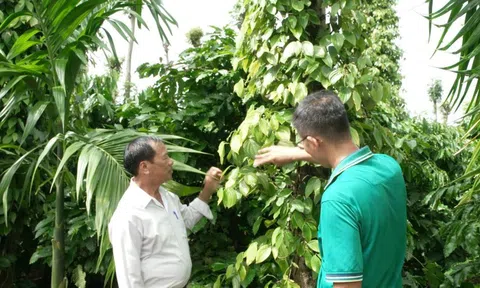 Giá tiêu hôm nay 15/10: bức tranh trái ngược giá tiêu Indonesia và Việt Nam