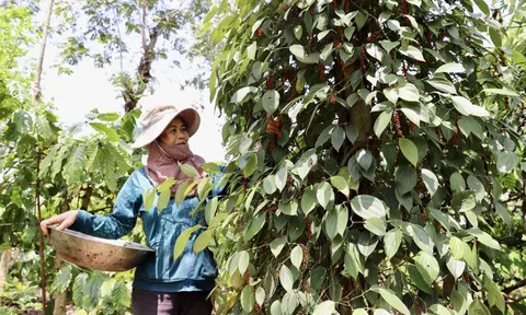 Giá tiêu hôm nay 16/10: tăng trở lại ở Đông Nam Bộ và Gia Lai