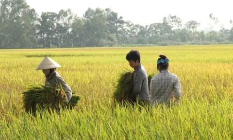 Giá lúa gạo hôm nay 17/10: giá gạo trong nước giảm nhẹ