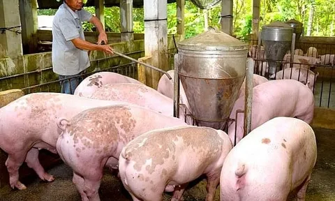 Giá heo hơi hôm nay 17/10: giữ đà giảm trên cả nước