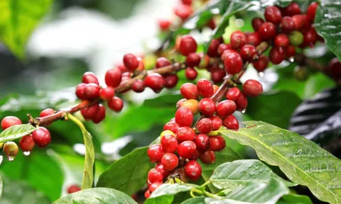 Giá cà phê hôm nay 17/10: Arabica tăng trở lại, Robusta bị áp lực vụ mới