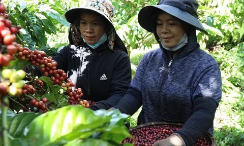 Giá cà phê hôm nay 18/10: chuyên gia lý giải diễn biến cà phê cuối tuần