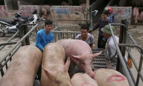 Giá heo hơi hôm nay 20/10: cao nhất 65.000 đồng/kg