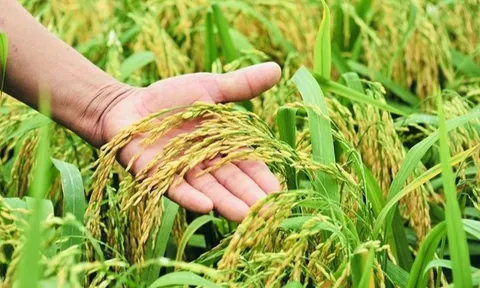 Giá lúa gạo hôm nay 20/10: giá Nàng Nhen cao nhất 28.000 đồng/kg
