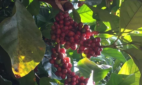 Giá cà phê hôm nay 20/10: rơi không phanh 3 tuần, liệu Robusta có giảm thêm?