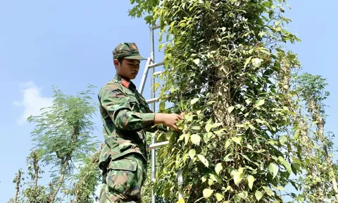 Giá tiêu hôm nay 20/10: tăng trở lại ở Tây Nguyên, Đắk Nông thêm 1.000 đồng/kg