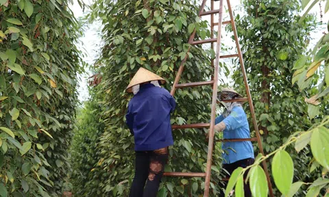 Giá tiêu hôm nay 21/10: Việt Nam tăng cường nhập khẩu hồ tiêu Indonesia