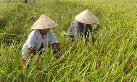 Giá lúa gạo hôm nay 22/10: giá gạo tăng nhẹ 50 - 100 đồng/kg