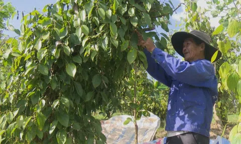 Giá tiêu hôm nay 23/10: Gia Lai tăng nhẹ, tiêu Indonesia giảm sau chuỗi ngày tăng