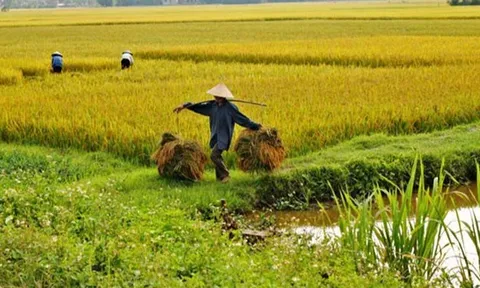Giá lúa gạo hôm nay 24/10: gạo xuất khẩu Việt Nam cao nhất châu Á