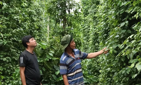 Giá tiêu hôm nay 24/10: đồng loạt tăng mạnh, cao nhất tại Đắk Nông