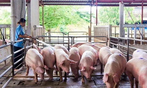 Giá heo hơi hôm nay 25/10: tiếp đà giảm trên cả nước