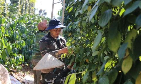 Giá tiêu hôm nay 26/10: bức tranh giá tiêu các nước tuần này