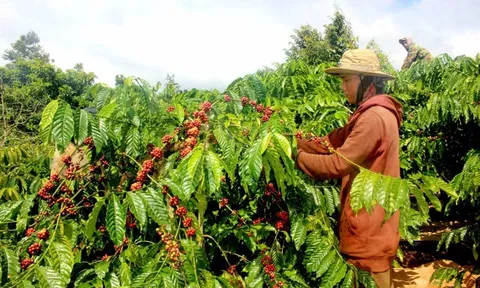 Giá cà phê hôm nay 28/10: giải mã nguyên nhân cà phê tháng 10 u ám