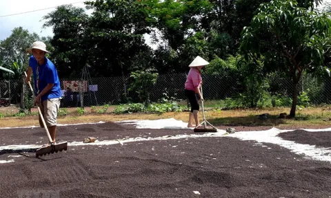 Giá tiêu hôm nay 28/10: nhận định hồ tiêu tuần này, đà giảm vẫn còn