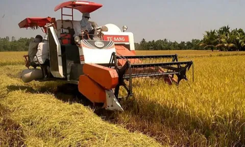 Giá lúa gạo hôm nay 29/10: giá lúa dao động 6.700 - 8.000 đồng/kg 