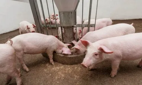 Giá heo hơi hôm nay 29/10: miền Bắc cao nhất 63.000 đồng/kg