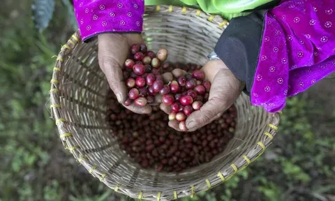 Giá cà phê hôm nay 29/10: tiếp tục tăng, Robusta thêm gần 100 USD/tấn