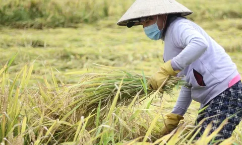 Giá lúa gạo hôm nay 2/11: giá lúa tăng bật tăng