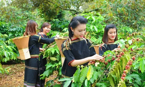 Giá cà phê hôm nay 3/11: Robusta có tuần giảm mạnh thứ 5 liên tiếp
