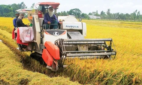 Giá lúa gạo hôm nay 5/11: giá gạo tăng nhẹ 50 đồng/kg